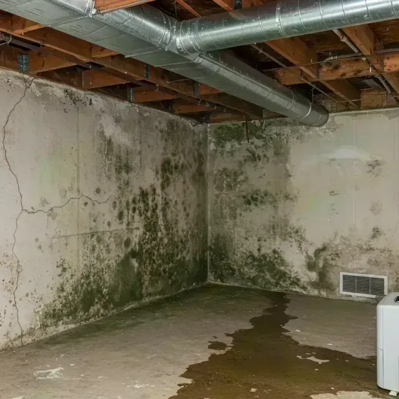 Professional Mold Removal in Herkimer, NY